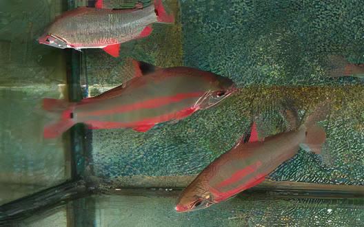 Distichodus Noboli 5cm - Real Aquatics