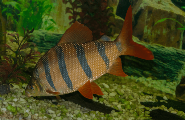 Distichodus Sexfasciatus 5cm - Real Aquatics