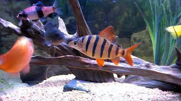Distichodus Sexfasciatus 5cm - Real Aquatics