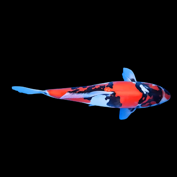 Doitsu Showa Japanese Koi Carp Cyprinus Carpio