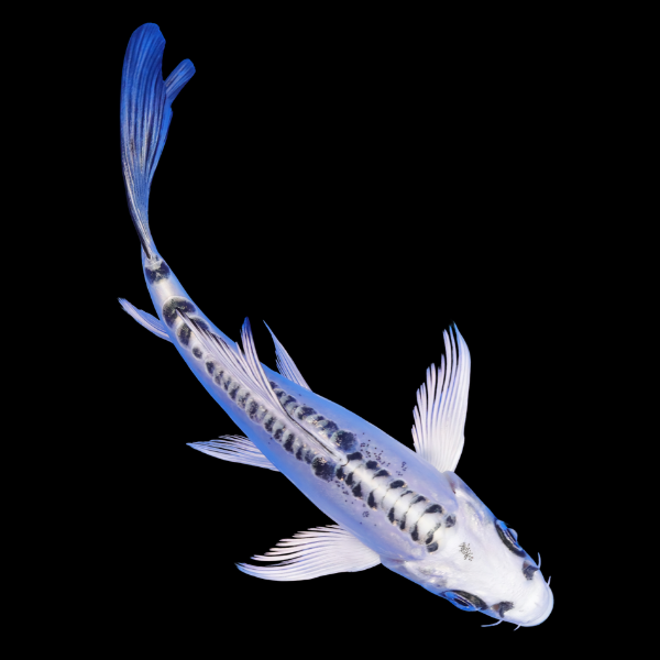 Doitsu Utsuri Butterfly Japanese Koi Carp Cyprinus Carpio