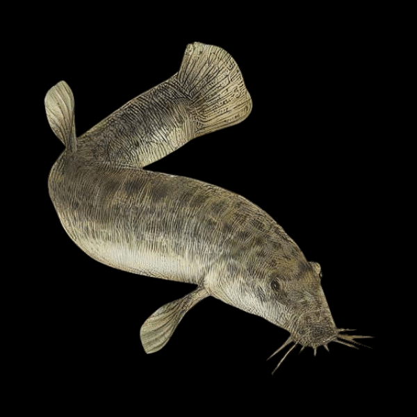 Weather Dojo Loach Misgurnus Anguillicaudatus 6cm - Real Aquatics