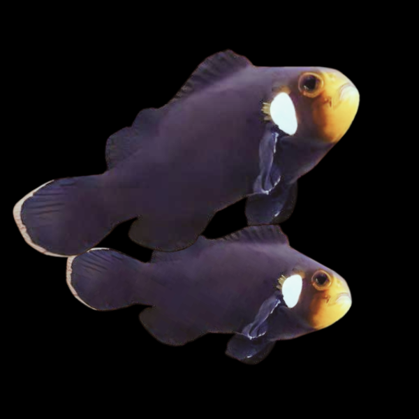 Domino Clownfish Amphiprion Ocellaris Pair - Real Aquatics