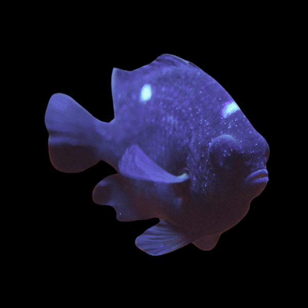 Domino Damsel Chromis Dascyllus Trimaculatus - Real Aquatics