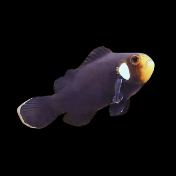 Domino Clownfish Amphiprion Ocellaris - Real Aquatics