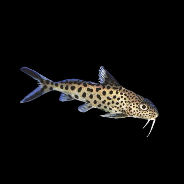 Dotted Catfish Synodontis Multimaculatus 5cm - Real Aquatics