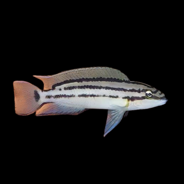 Double-Banded Bifrenatus Cichlid Chalinochromis Bifrenatus 5cm - Real Aquatics