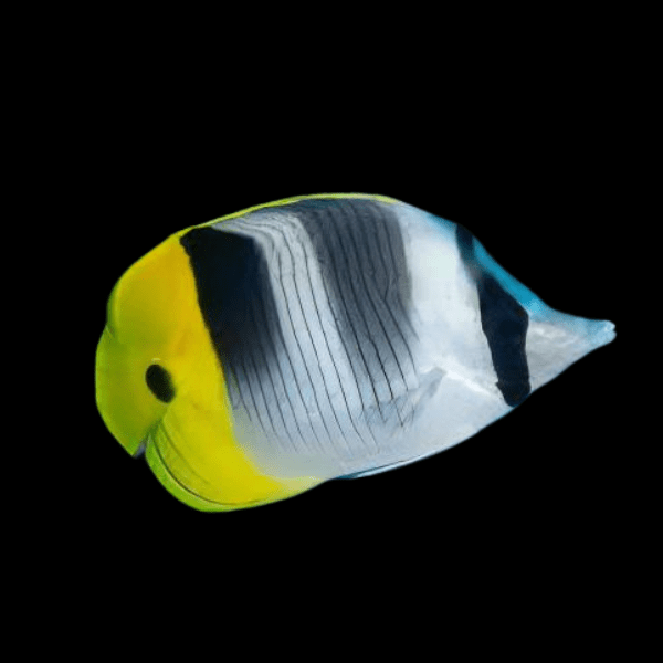 Double Saddleback Butterfly Fish Chaetodon Ulientensis - Real Aquatics