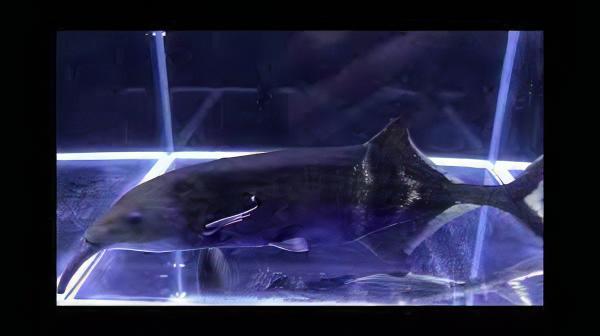 Double Trunk Elephant Nose Campylomormyrus Elephas 10cm - Real Aquatics