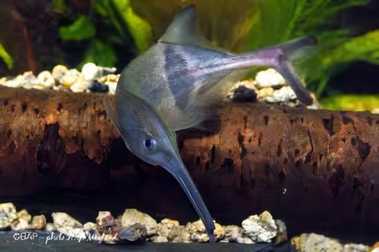 Double Trunk Elephant Nose Campylomormyrus Elephas 10cm - Real Aquatics