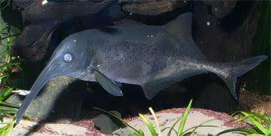 Double Trunk Elephant Nose Campylomormyrus Elephas 10cm - Real Aquatics