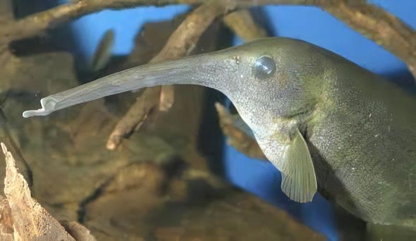 Double Trunk Elephant Nose Campylomormyrus Elephas 10cm - Real Aquatics