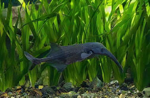 Double Trunk Elephant Nose Campylomormyrus Elephas 10cm - Real Aquatics