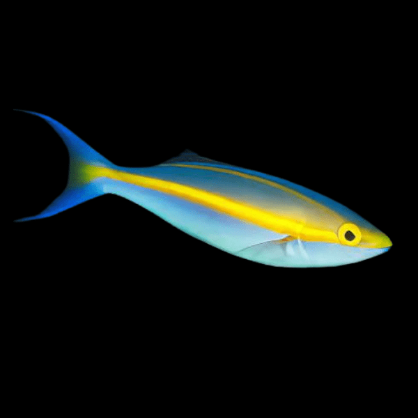 Double Whiptail Banana Fish Pentapodus Emeryii - Real Aquatics