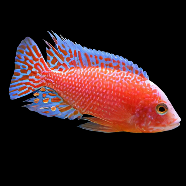 Aulonocara Dragon Blood Fire Fish Peacock Malawi African Cichlid
