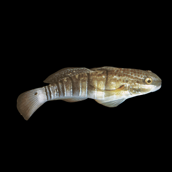 Dragon Goby Amblygobius Phalaena - Real Aquatics