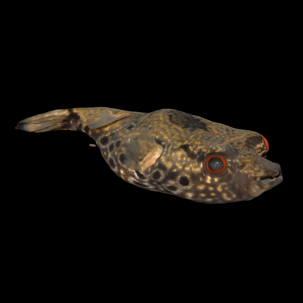 Dragon Humpback Pufferfish Tetraodon Palembangensis 10cm - Real Aquatics