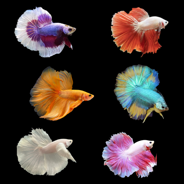 Dragon Scale Half Moon Betta Assorted Male 3cm - Real Aquatics