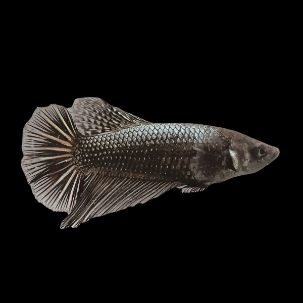 Dragon Scale Half Moon Betta Female Black Base 3cm - Real Aquatics