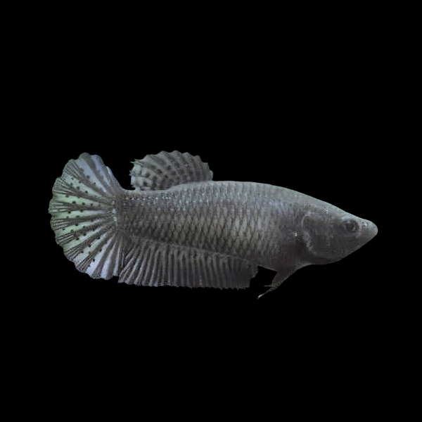 Dragon Scale Half Moon Betta Female Black 3cm - Real Aquatics