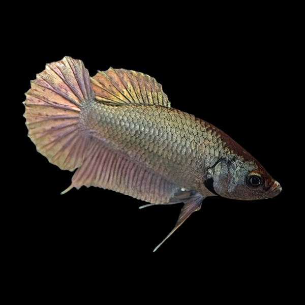 Dragon Scale Half Moon Betta Female Copper 3cm - Real Aquatics