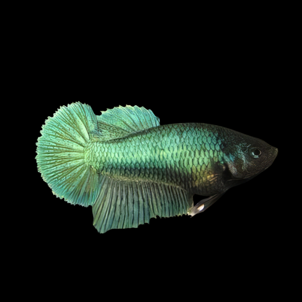 Dragon Scale Half Moon Betta Female Green Base 3cm - Real Aquatics