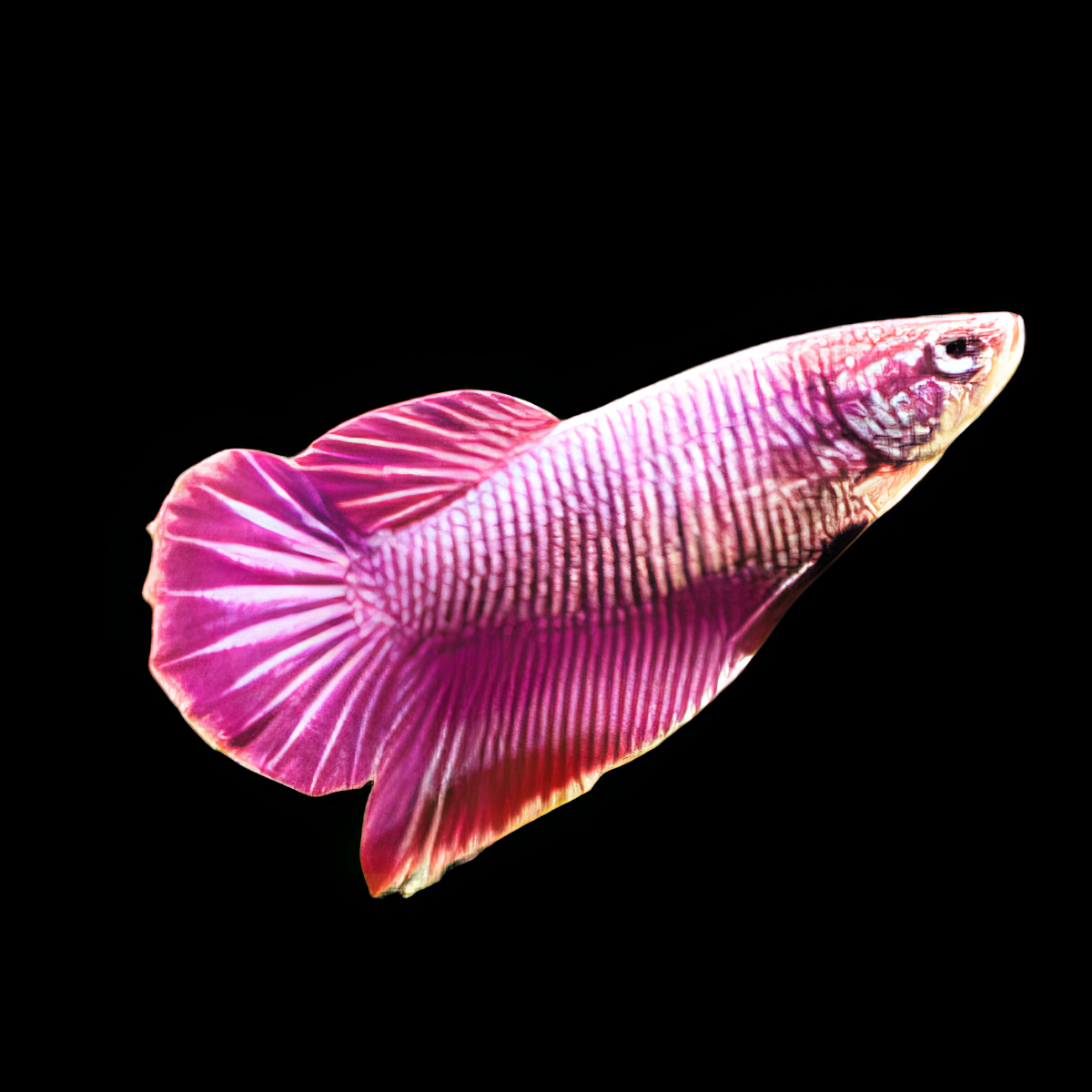 Dragon Scale Half Moon Betta Female Pink Base 3cm - Real Aquatics