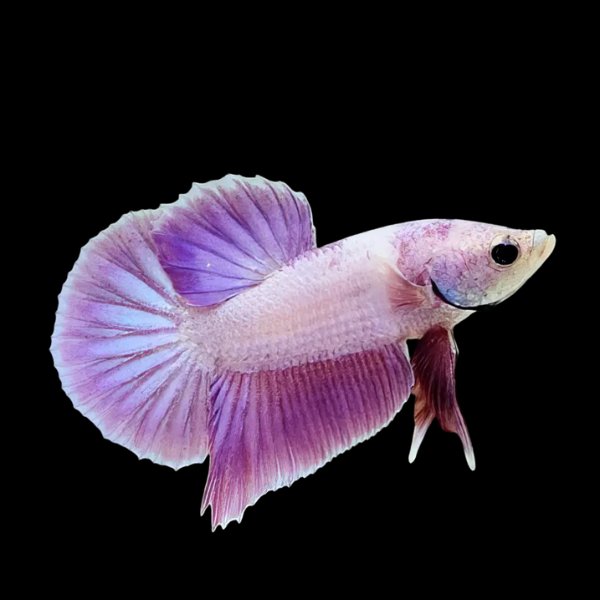Dragon Scale Half Moon Betta Female Purple Base 3cm - Real Aquatics