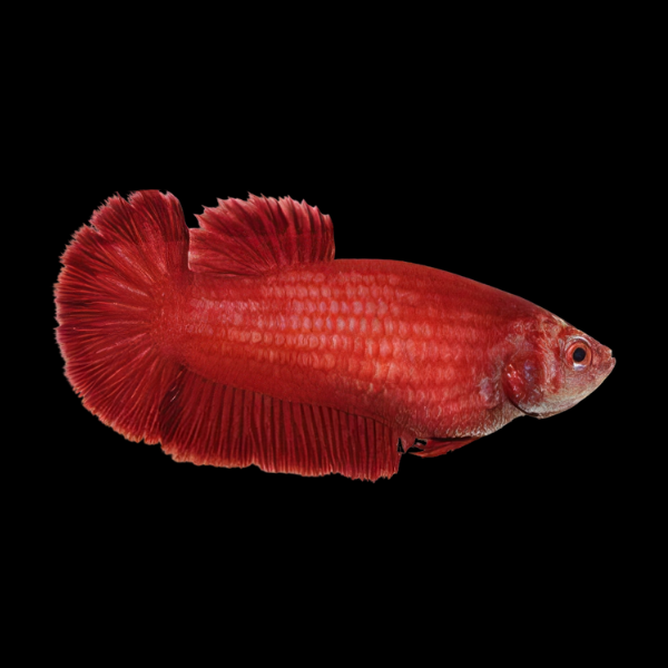 Dragon Scale Half Moon Betta Female Red 3cm - Real Aquatics