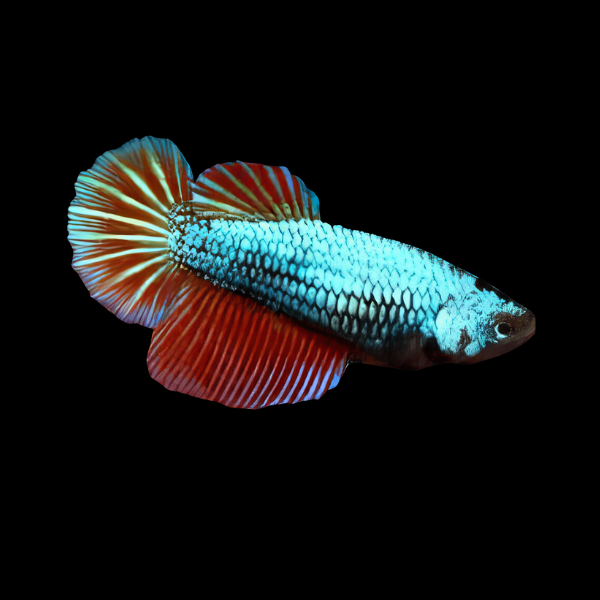 Dragon Scale Half Moon Betta Female Turquoise Base 3cm - Real Aquatics