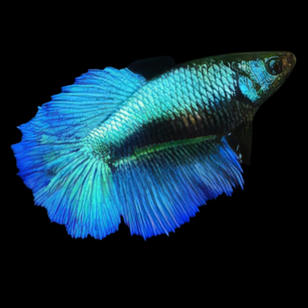 Dragon Scale Half Moon Betta Female Turquoise 3cm - Real Aquatics