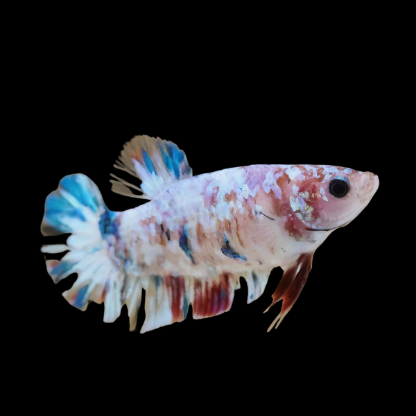 Dragon Scale Half Moon Betta Female White Base 3cm - Real Aquatics