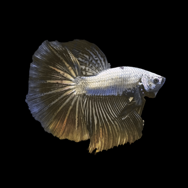 Dragon Scale Half Moon Betta Male Black Base 3cm - Real Aquatics