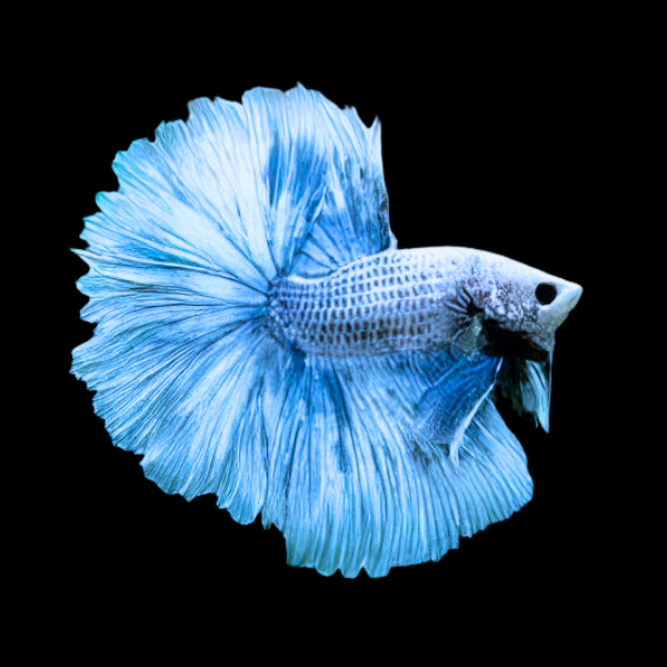 Dragon Scale Half Moon Betta Male Blue Base 3cm - Real Aquatics