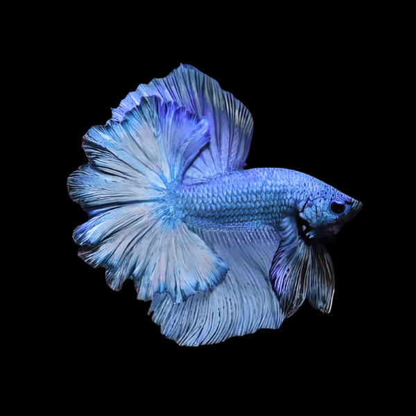 Dragon Scale Half Moon Betta Male Blue 3cm - Real Aquatics