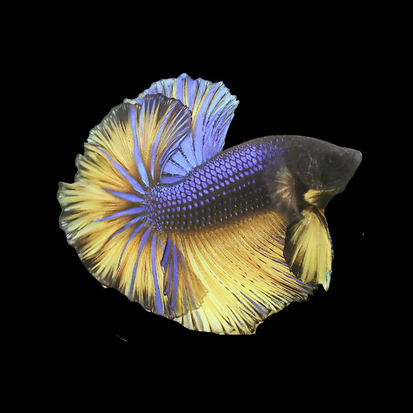Dragon Scale Half Moon Betta Male Mustard Gas 3cm - Real Aquatics