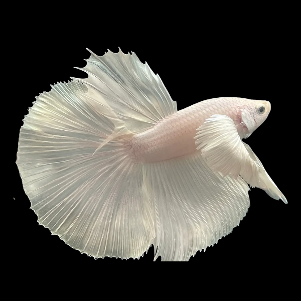 Dragon Scale Half Moon Betta Male Platinum 3cm - Real Aquatics
