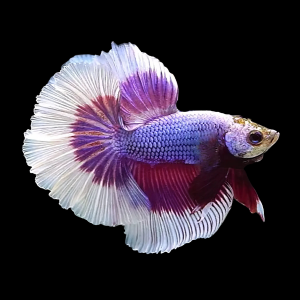 Dragon Scale Half Moon Betta Male Purple Base 3cm - Real Aquatics