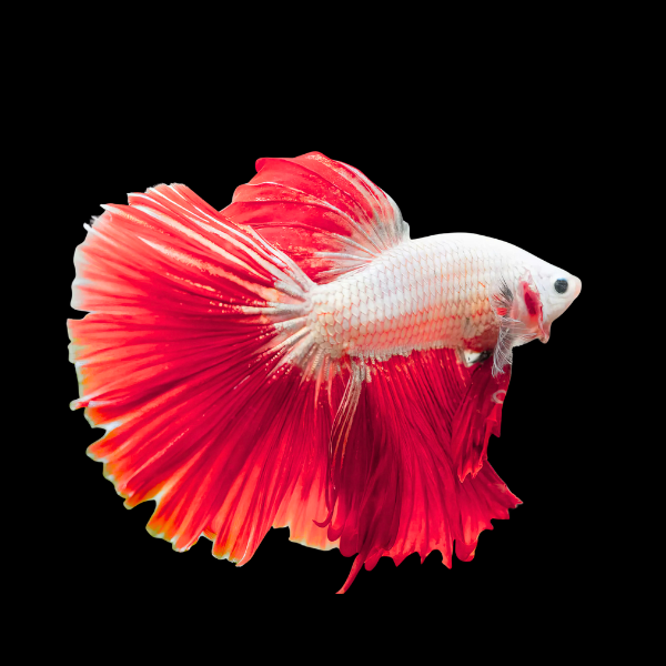 Dragon Scale Half Moon Betta Male Red Base 3cm - Real Aquatics