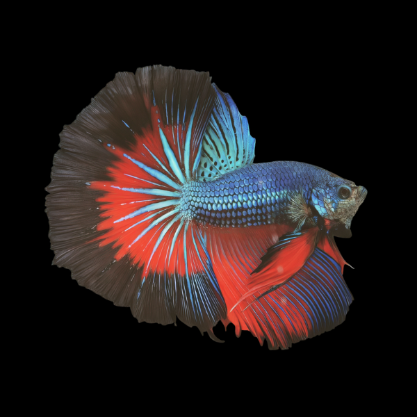 Dragon Scale Half Moon Betta Male Tri Colour 3cm - Real Aquatics