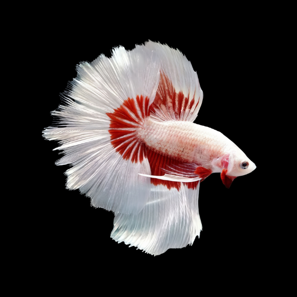 Dragon Scale Half Moon Betta Male White Base 3cm - Real Aquatics