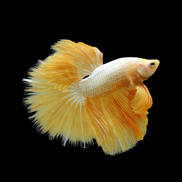 Dragon Scale Half Moon Betta Male Yellow Base 3cm - Real Aquatics