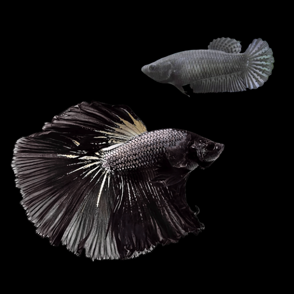 Dragon Scale Half Moon Betta Pair Male & Female Black 3cm - Real Aquatics