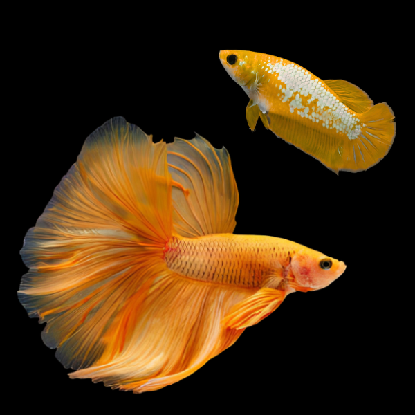 Dragon Scale Half Moon Betta Pair Male & Female Orange Base 3cm - Real Aquatics