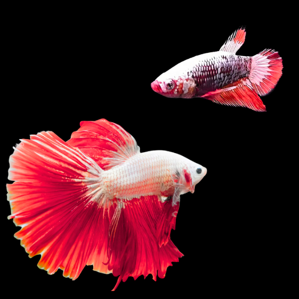 Dragon Scale Half Moon Betta Pair Male & Female Red Base 3cm - Real Aquatics