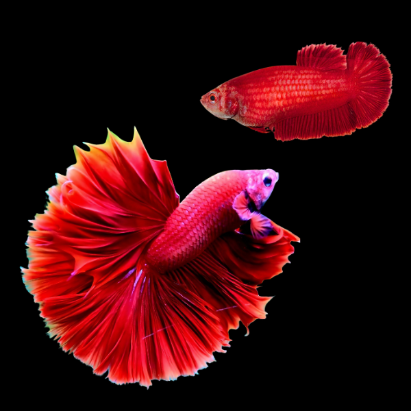 Dragon Scale Half Moon Betta Pair Male & Female Red 3cm - Real Aquatics