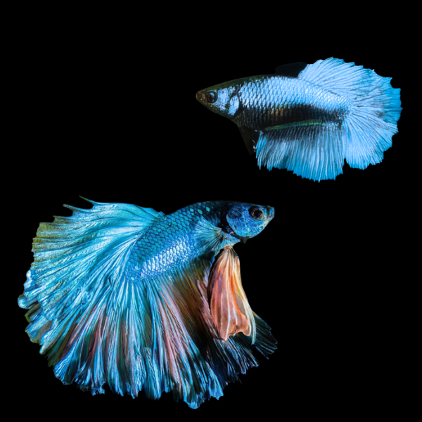 Dragon Scale Half Moon Betta Pair Male & Female Turquoise 3cm - Real Aquatics