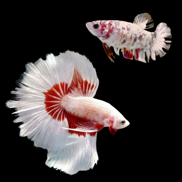 Dragon Scale Half Moon Betta Pair Male & Female White Base 3cm - Real Aquatics
