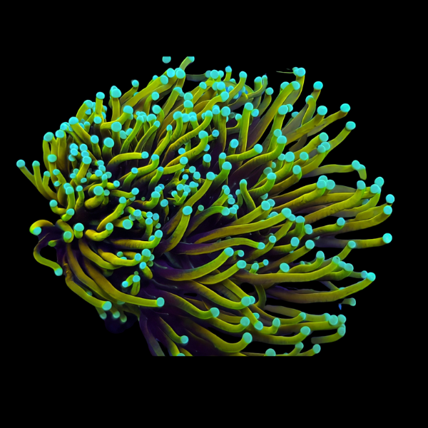 Dragon Soul Hard Coral Euphyllia Glabrescens - Real Aquatics