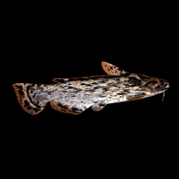 Driftwood Catfish Trachelyopterus Galeatus 8cm - Real Aquatics